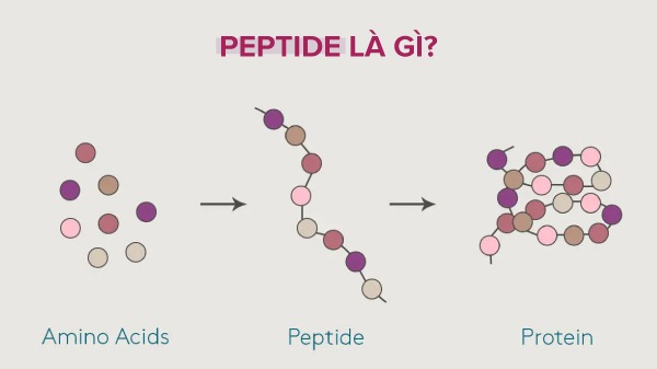 Peptit là gì: Đặc điểm tính chất, ứng dụng